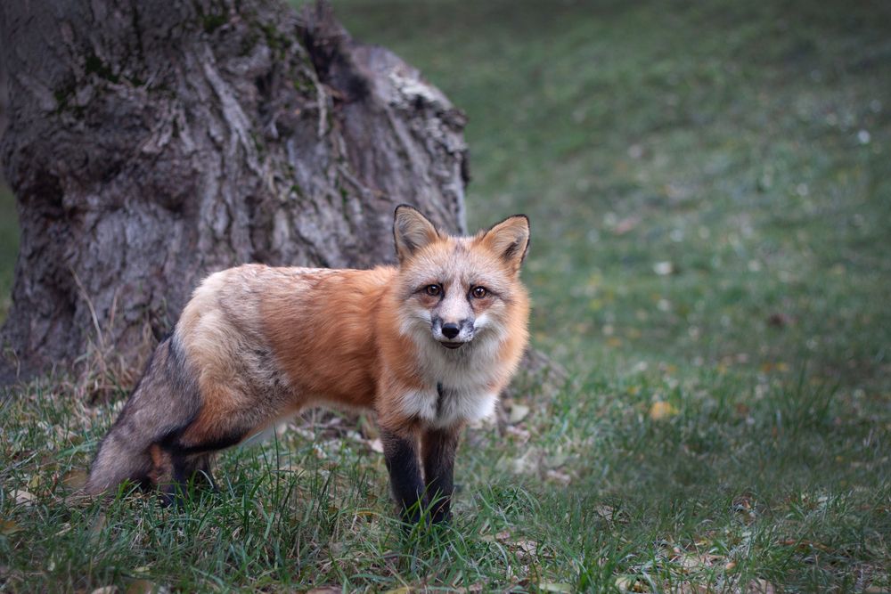 Photograph by Елена Иванова