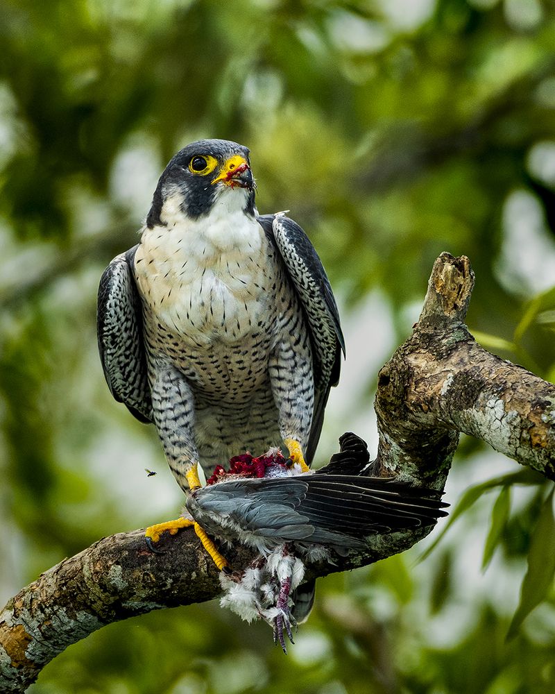 Photograph by Rahuldeb Bhattacharya