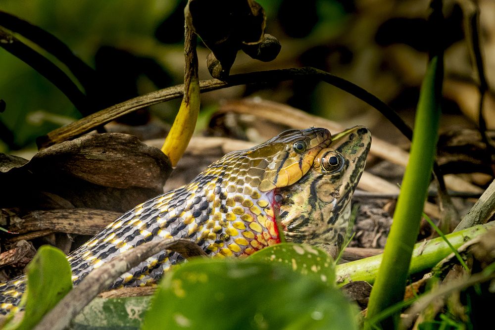Photograph by Rahuldeb Bhattacharya