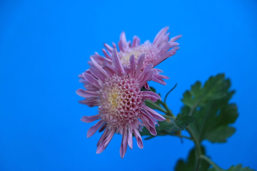 Photograph by Cengiz Yalcin