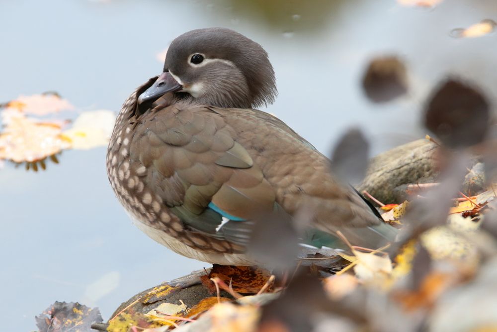 Уточка мандаринка :)