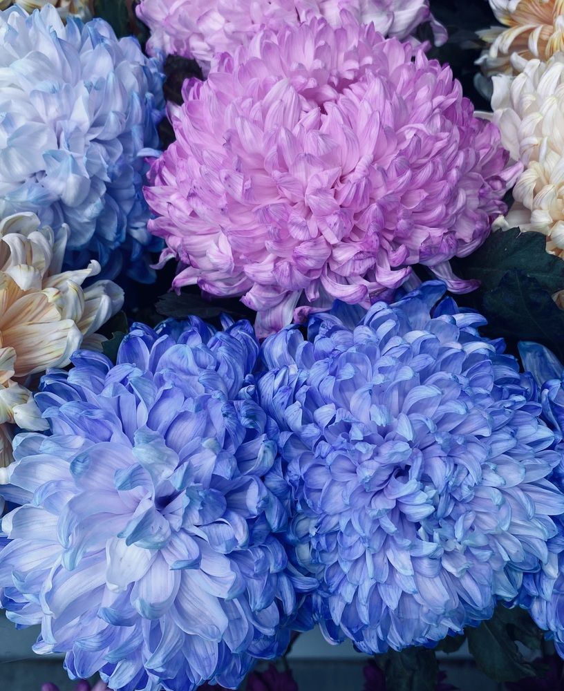 Хризантемы