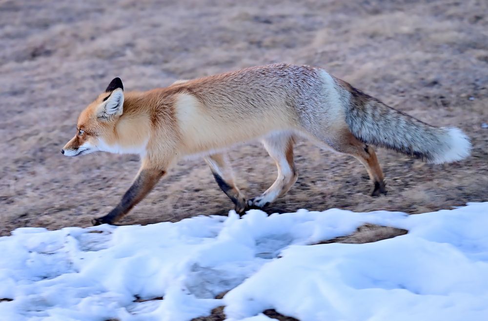 Фотография автора Сергей Сынтин