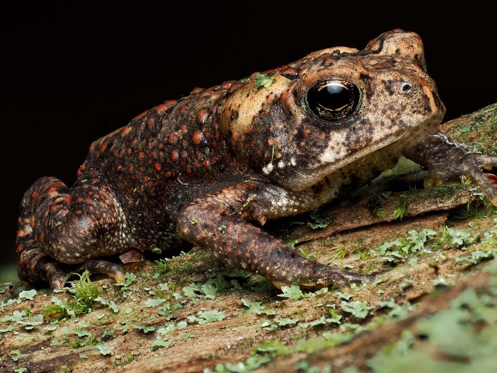 American toad