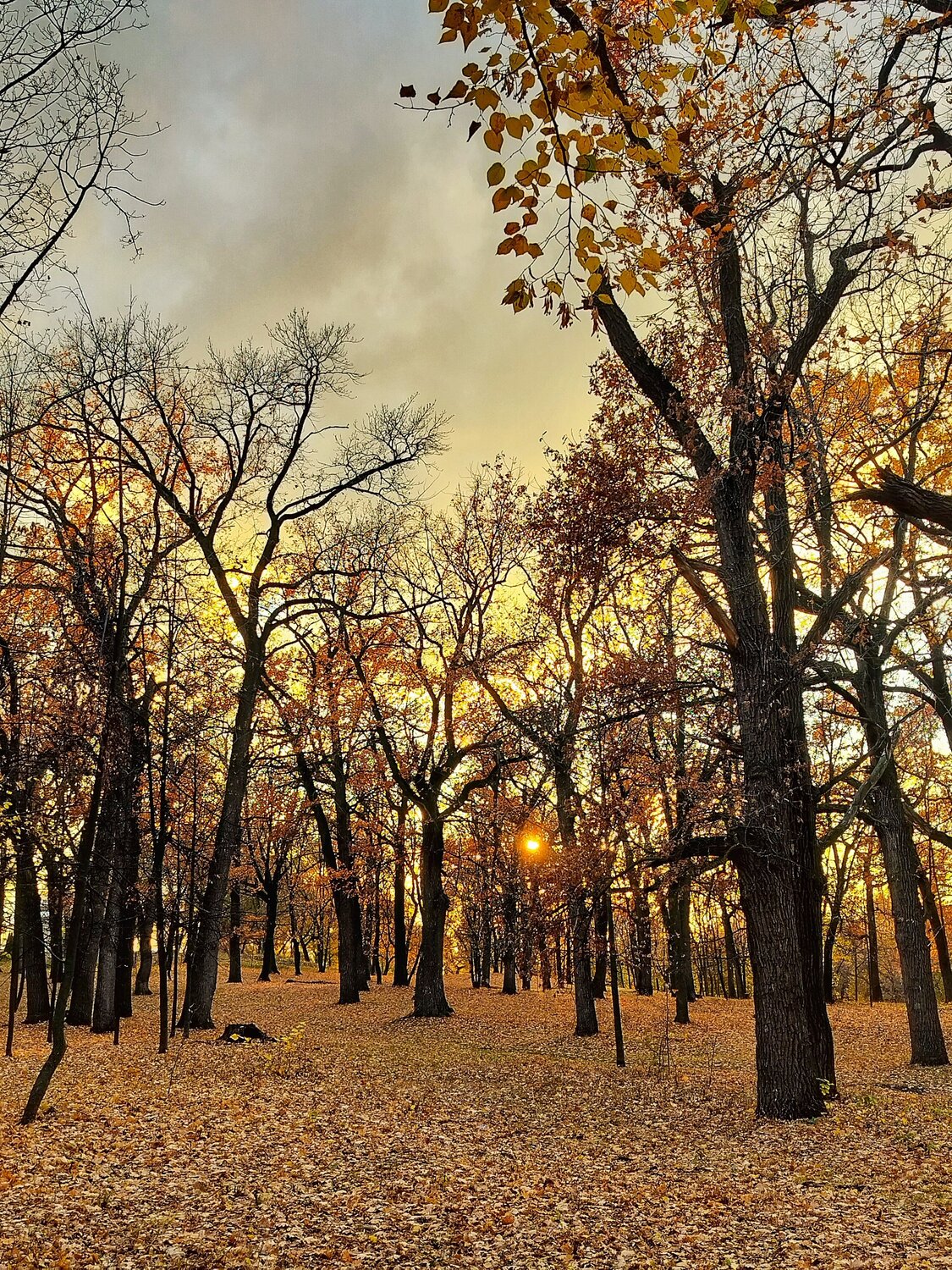 Рыжий закат