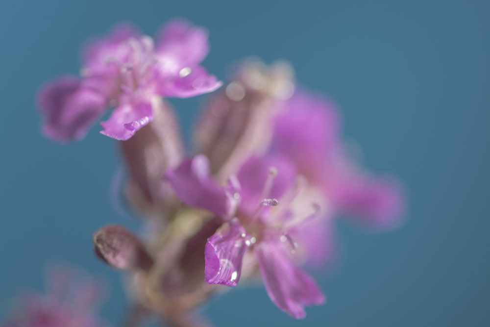 Photograph by Игорь Смирнов