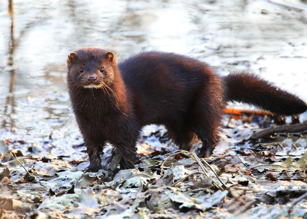 Норка американская