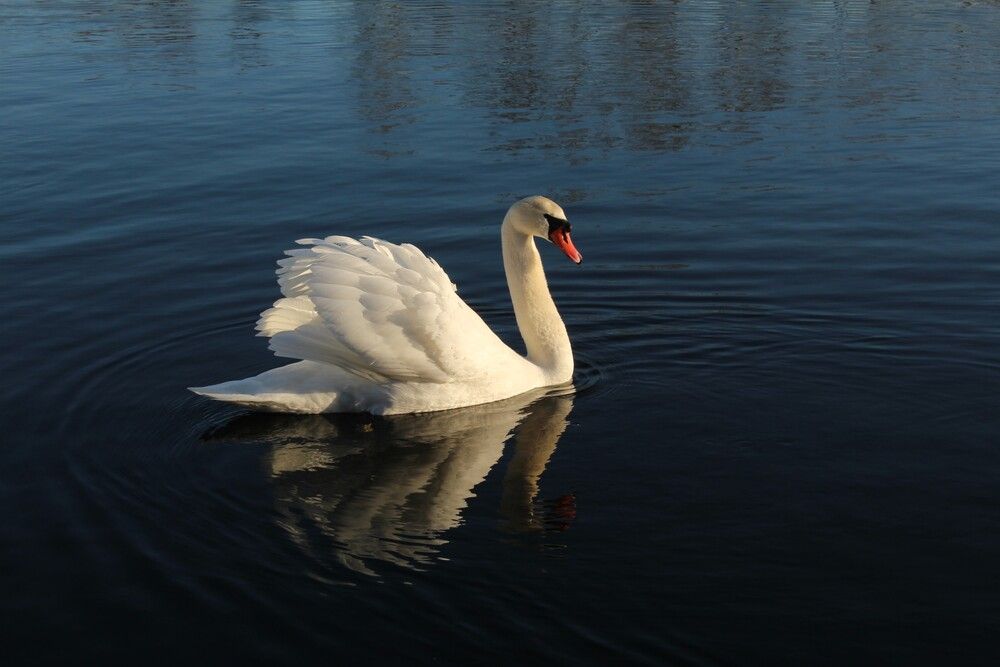 Photograph by Любовь Войводич