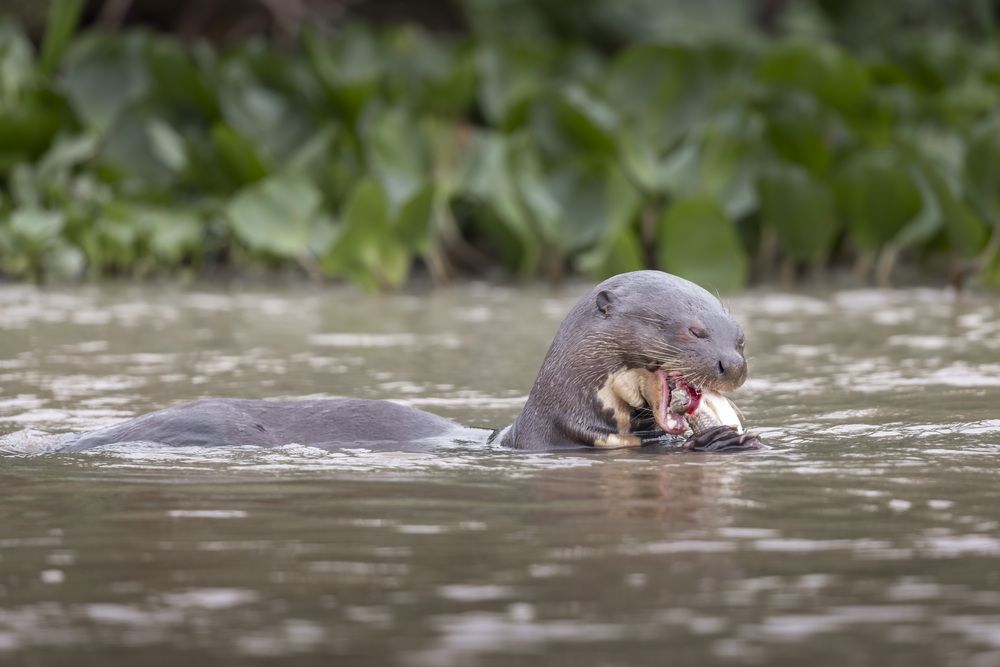 Photograph by Gustavo Costa