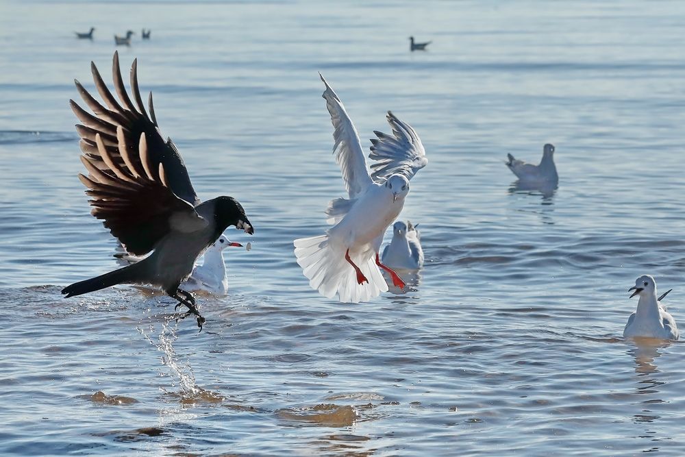 Photograph by Татьяна Бравая