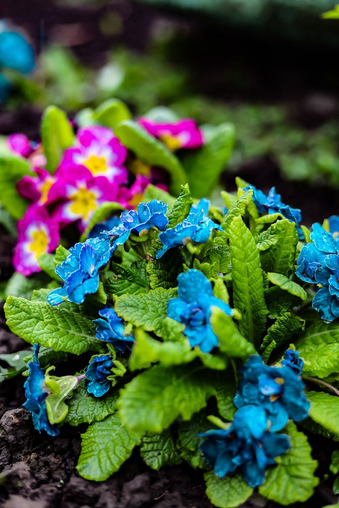 Photograph by Руслана Ковалевская