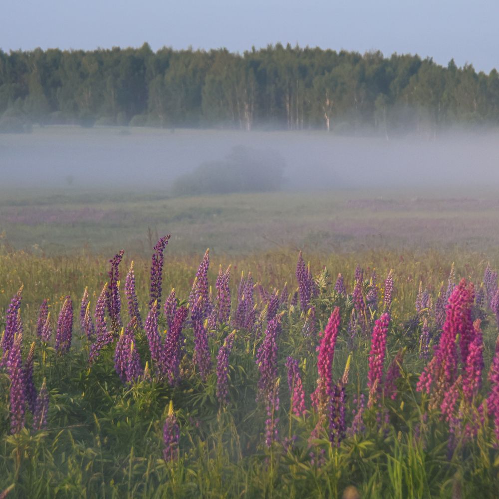 Photograph by Дашима