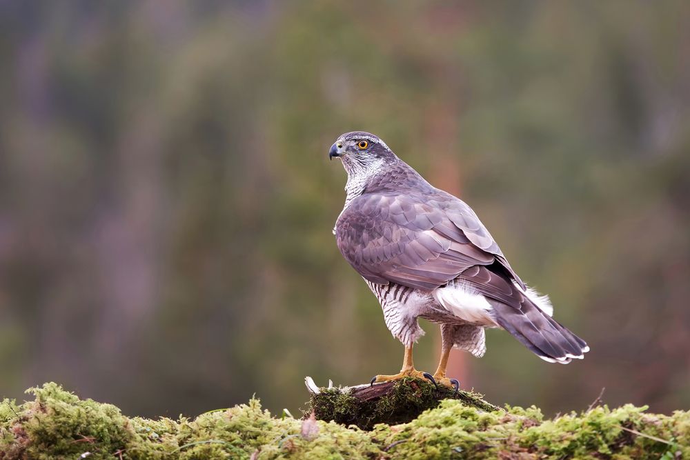 Photograph by Jørgen Hovde