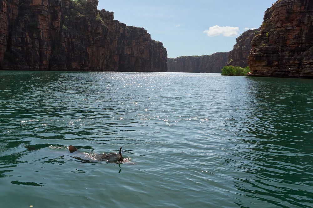 THE MONJON VS. THE TIGER SHARK