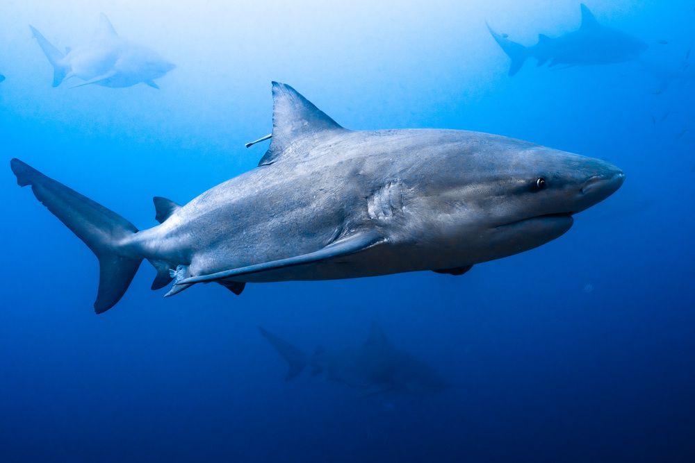 Photograph by ARMANDO OQUENDO PARILLI