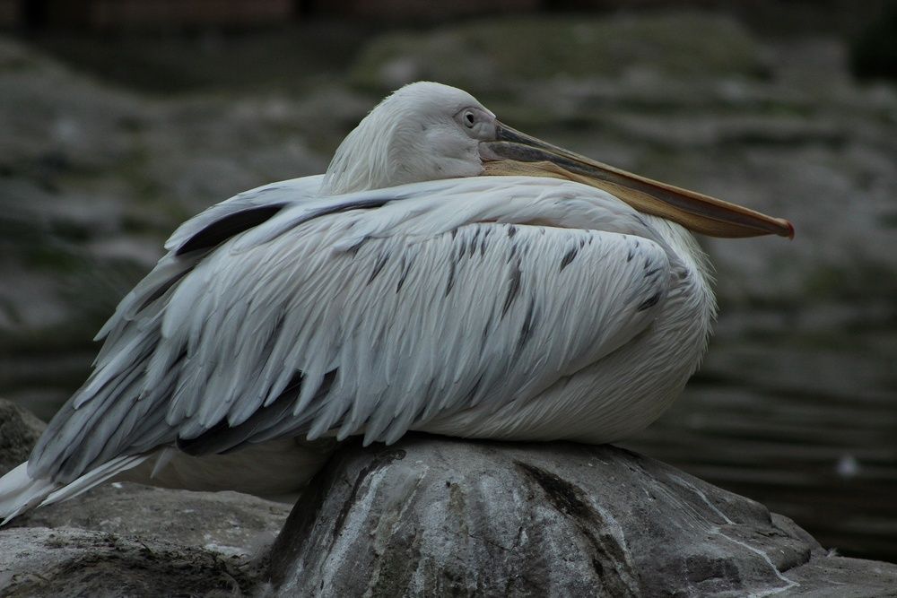 Photograph by Любовь Кимирина
