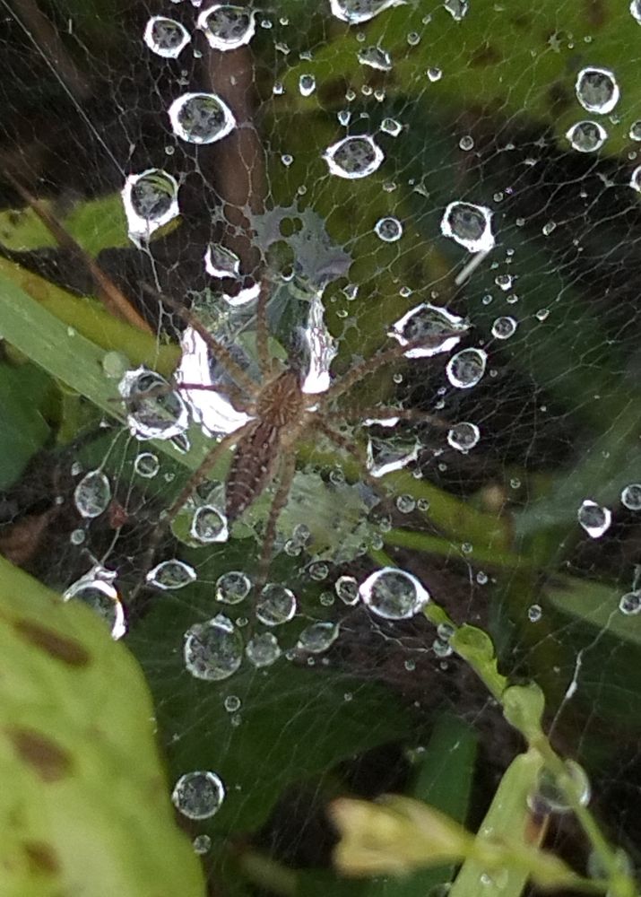 Water Spider with Webs and Drops