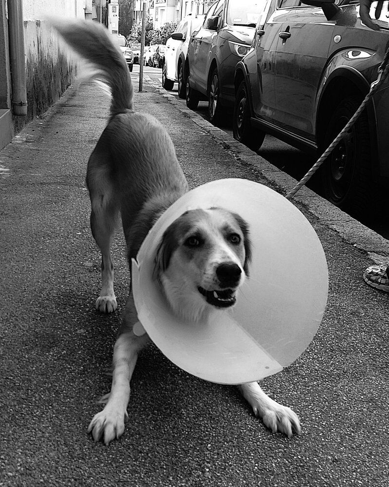 Dog with lampshade