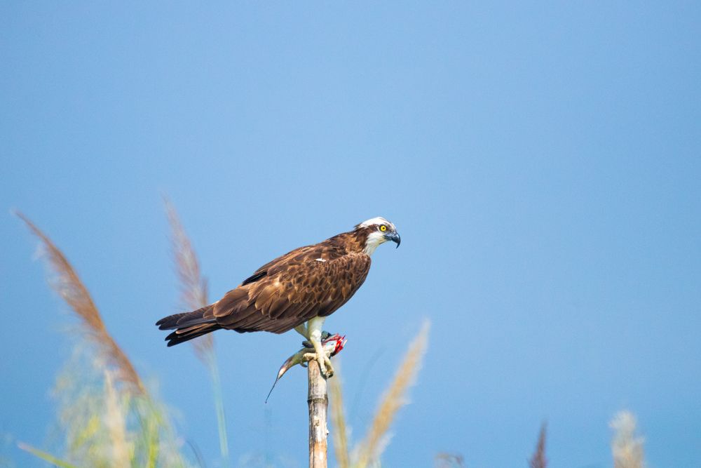 Majestic Osprey with the catch