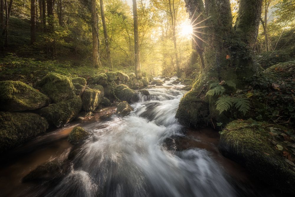 Enchanted Stream
