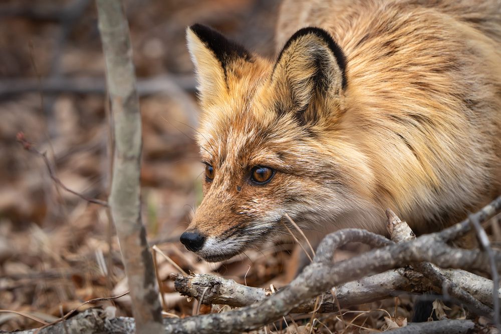 Photograph by Ольга Мусиенко