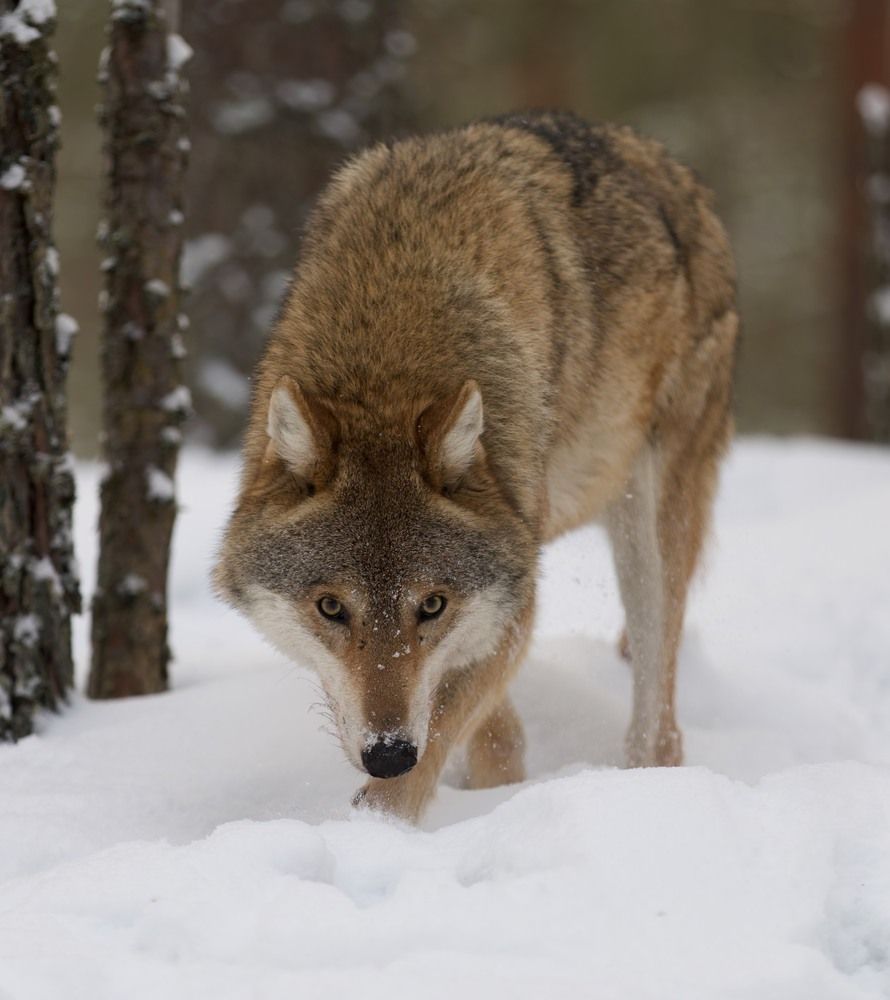 Photograph by Игорь Щербаков