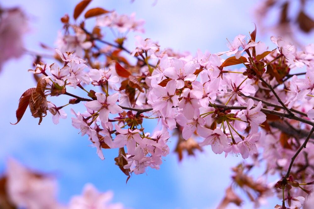 Фотография автора Елена Викторовна