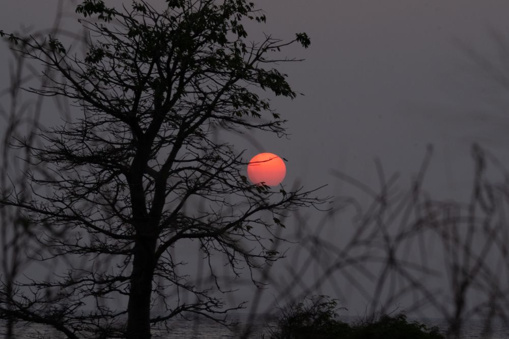 O Sol Preso na Mata