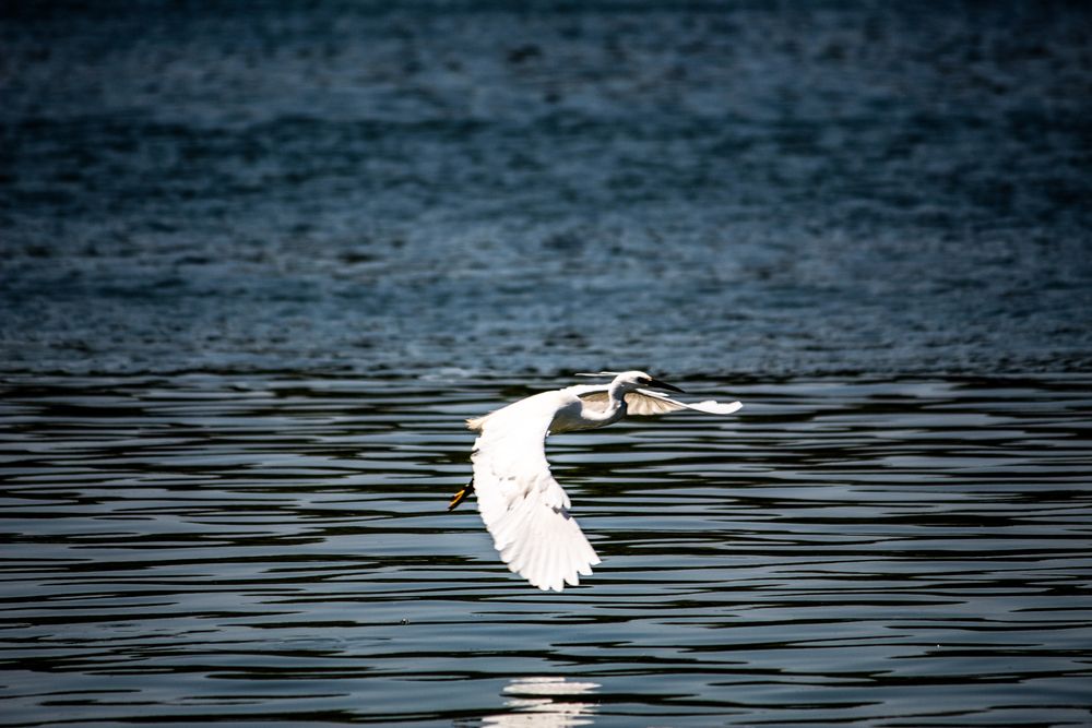 Little egret in action