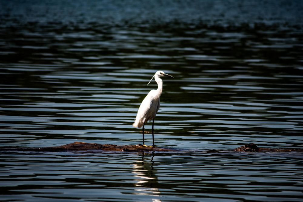 Little egret seeking for the target
