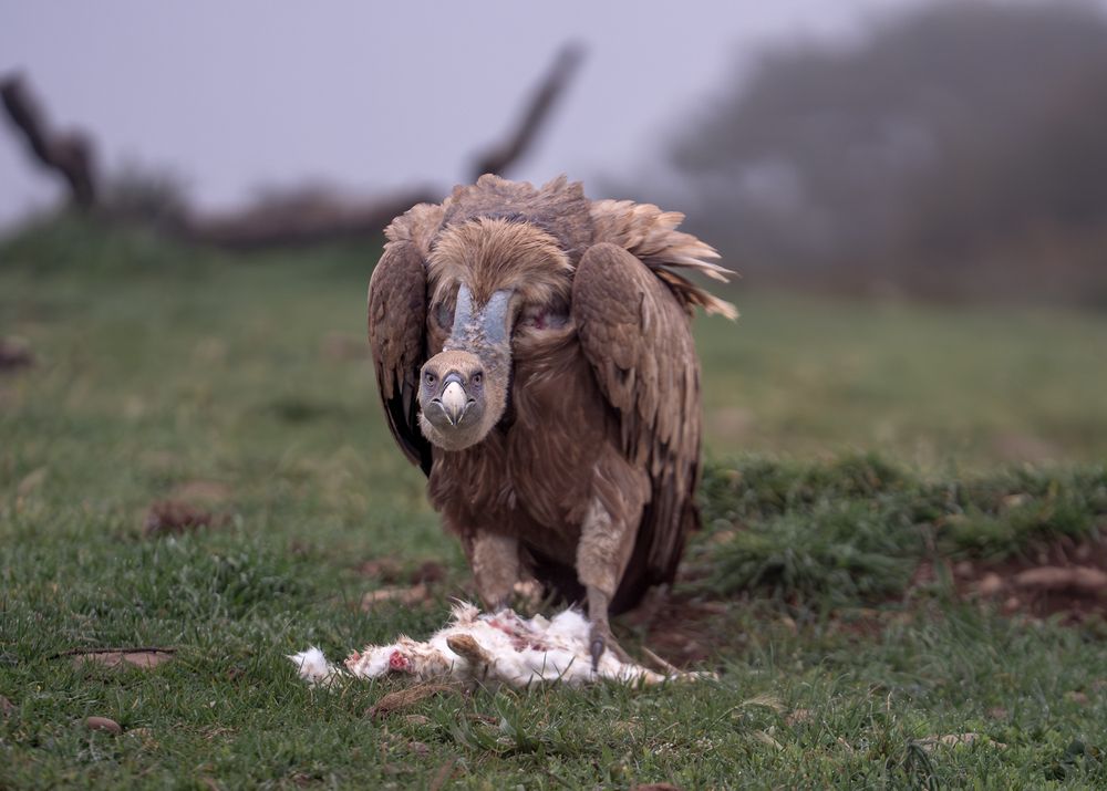 Фотография автора Дорн Оксана