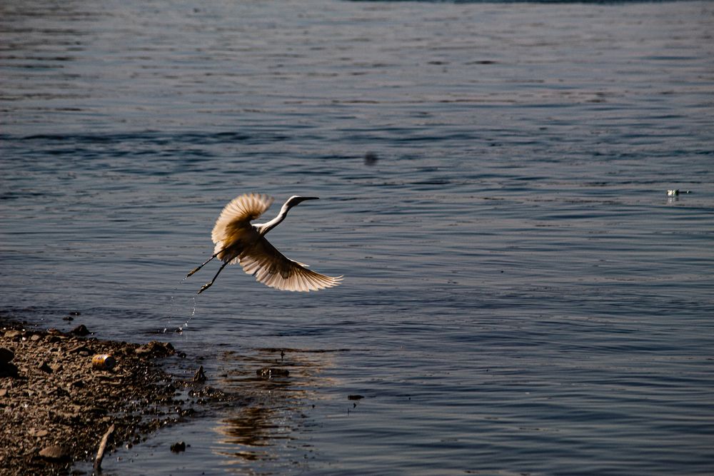 Little egret seeking ready to take off
