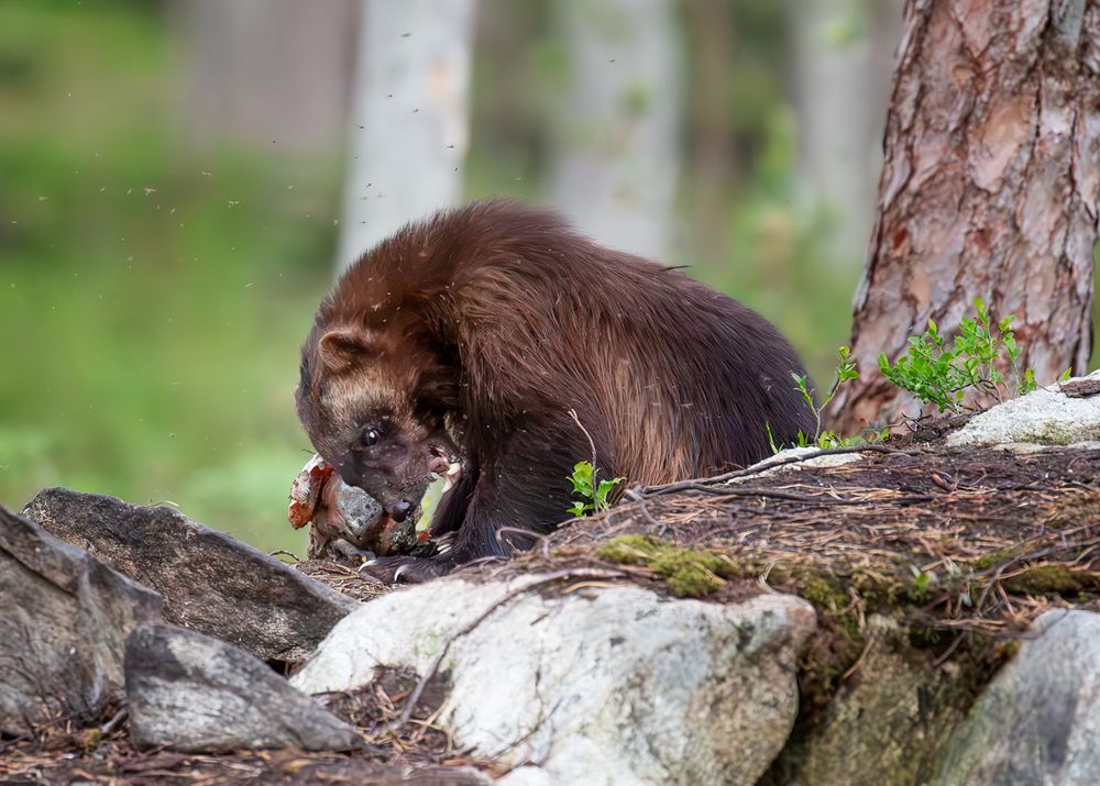 Photograph by Guido Frazzini