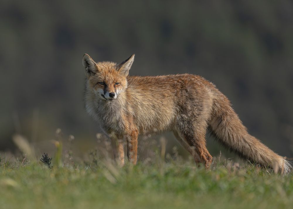 Фотография автора Дорн Оксана