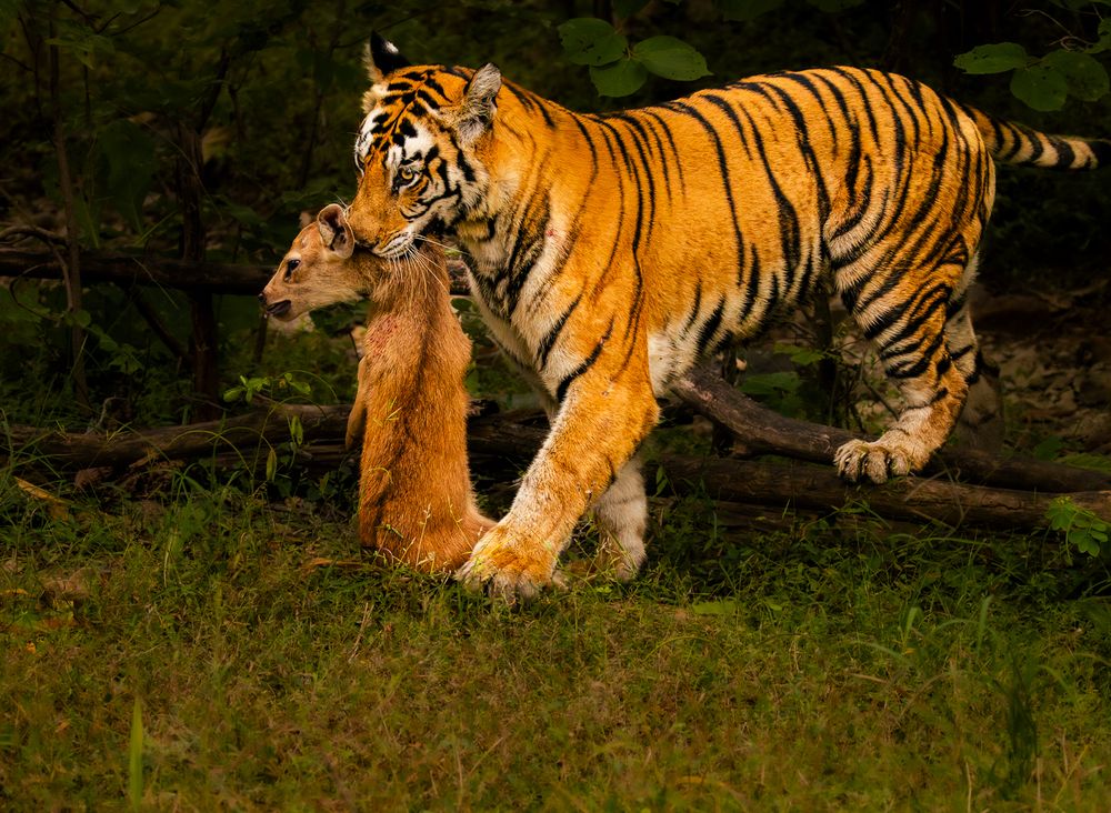 Photograph by MUKESH RAJAN S