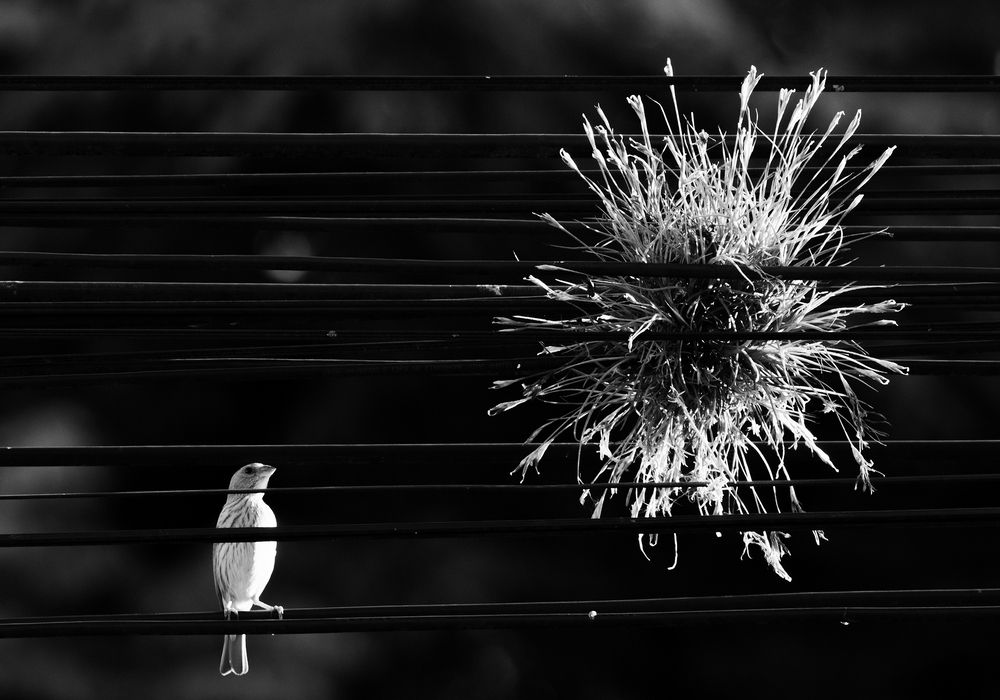 Photograph by Valdir Hobus