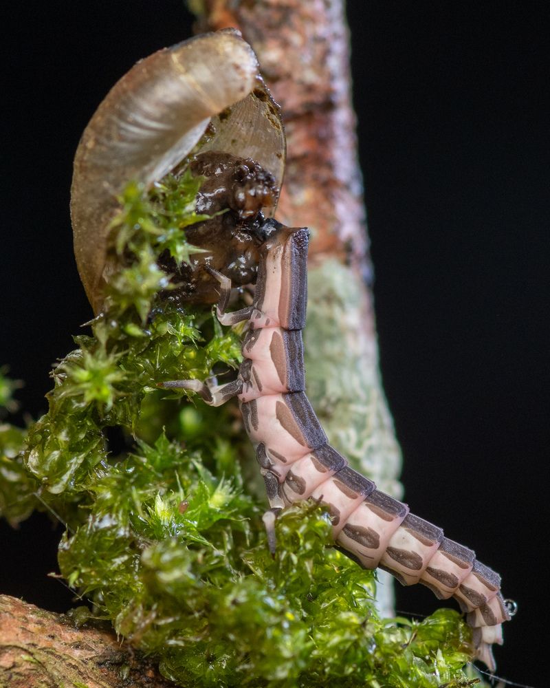 A glow-worm larva feeds on a snail, revealing a rare glimpse of nature’s hidden survival battle....!!!