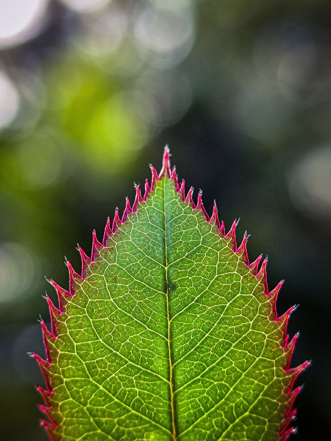 Photo #12845099