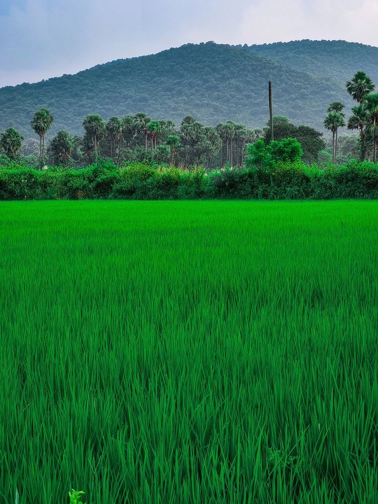 Farmland