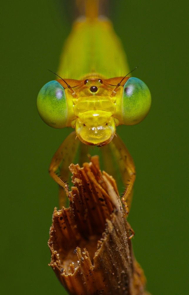 Green damselfly