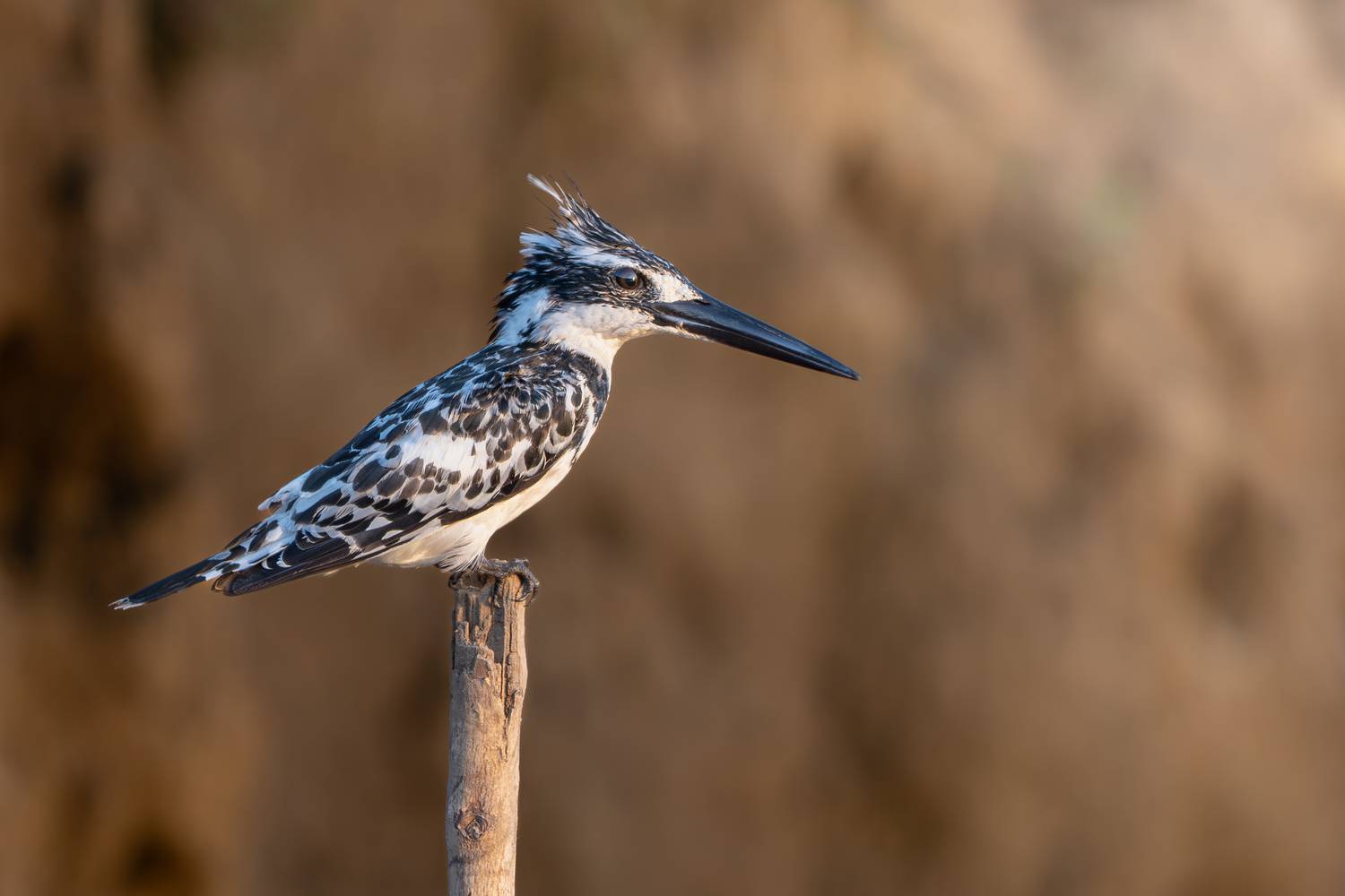Зимородок Пегий.