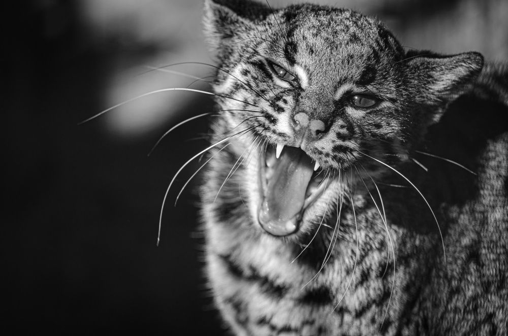 Photograph by Елена Берсенёва