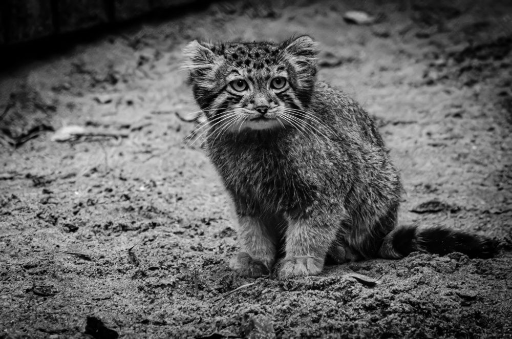 Photograph by Елена Берсенёва