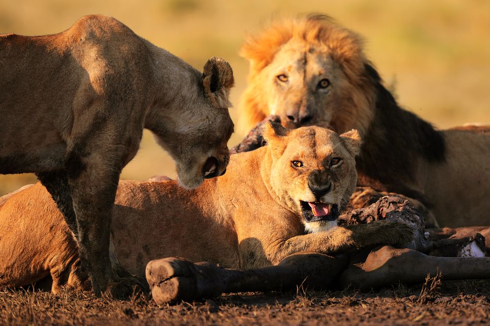 Photograph by Ирина Худзинская