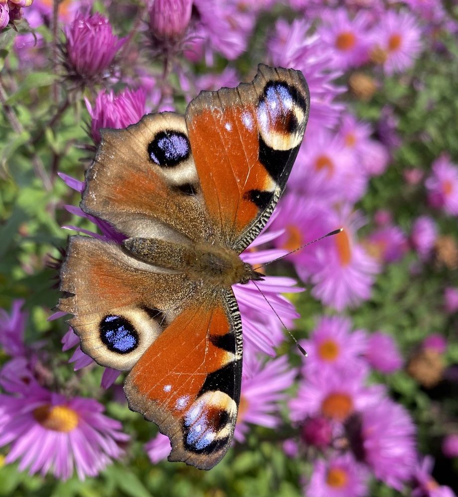 Павлиний глаз