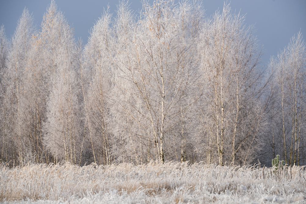 Морозная тишина