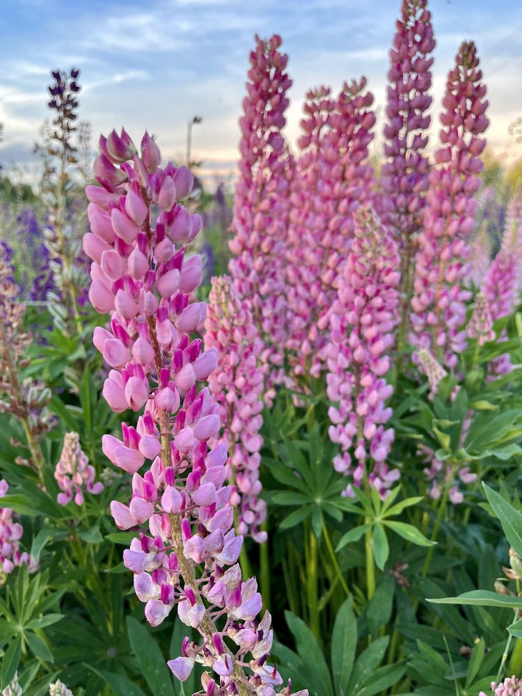 Photograph by Ирина Селиверстова