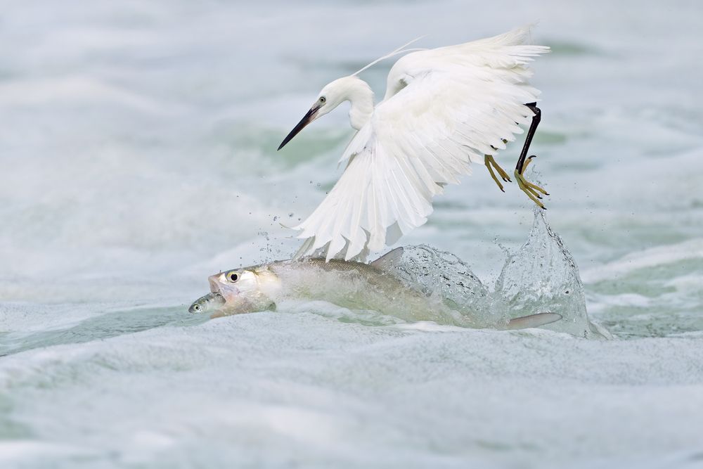 Life Hangs by a Thread
