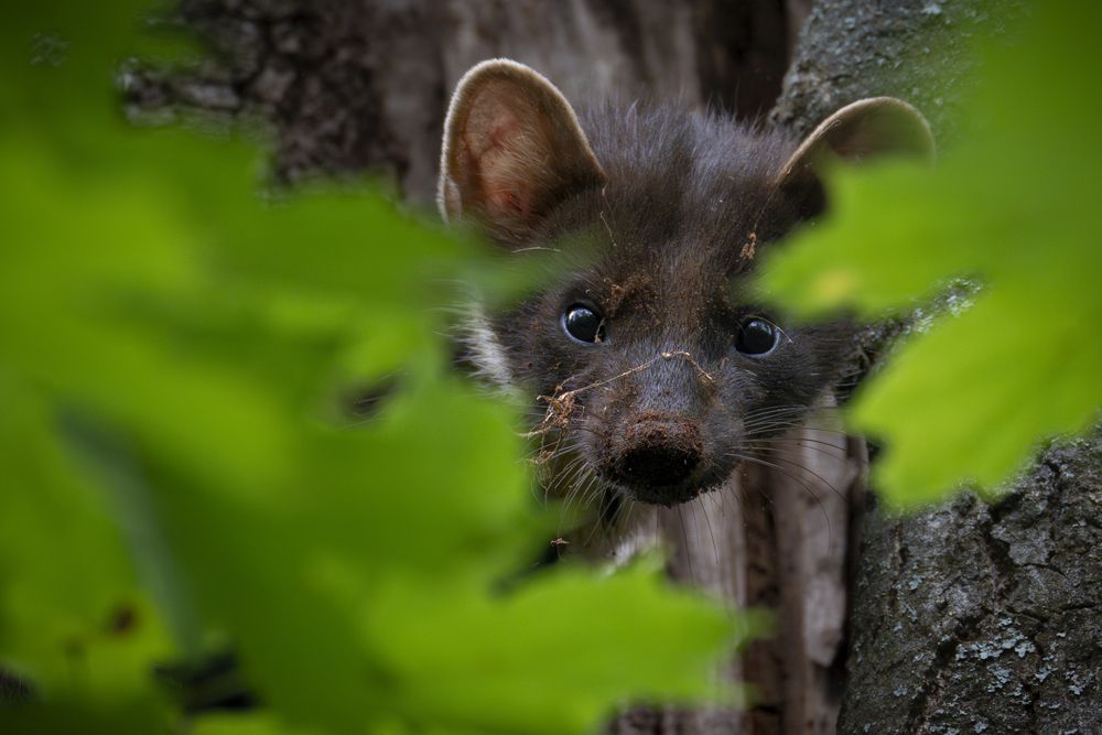 Хитрая мордаха