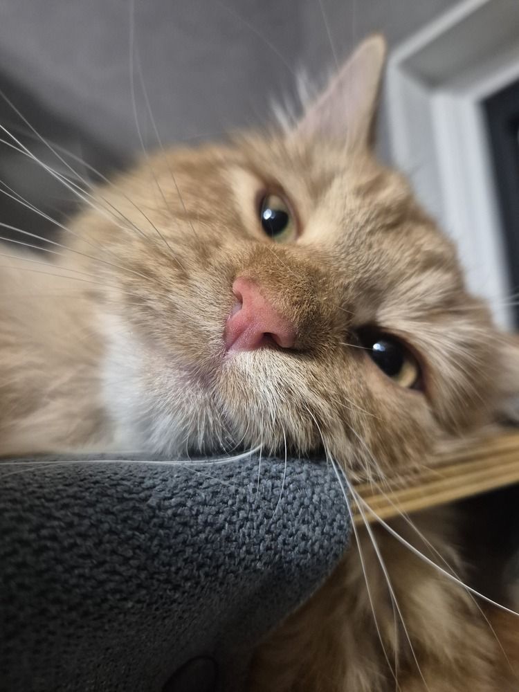 Max